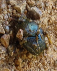 Proagoderus aureiceps
