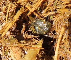 Proagoderus aureiceps