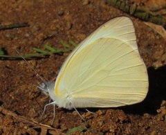 Appias epaphia contracta