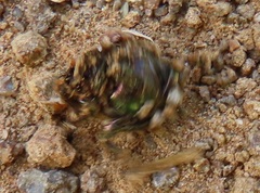 Proagoderus aureiceps