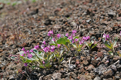 Cycladenia humilis humilis