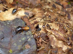 Macrotermes lilljeborgi