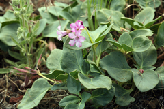 Cycladenia humilis humilis
