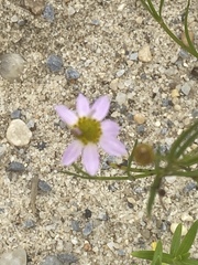 Coreopsis rosea