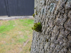 Orthotrichum stramineum