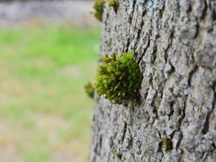 Orthotrichum stramineum