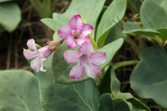 Cycladenia humilis humilis