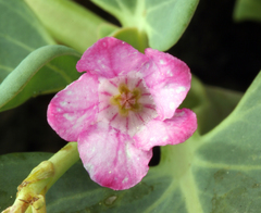 Cycladenia humilis humilis
