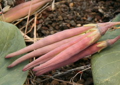 Cycladenia humilis humilis