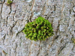 Orthotrichum stramineum