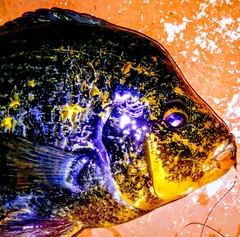 Amphilophus citrinellus