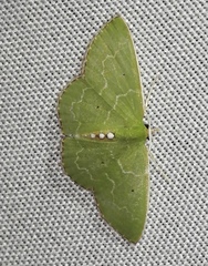 Synchlora irregularia