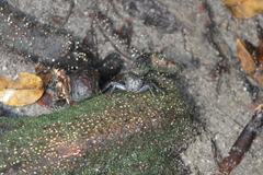 Episesarma versicolor