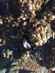Mytilus californianus