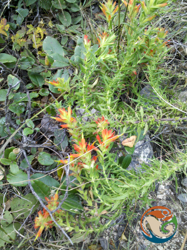 Castilleja auriculata (Castilleja auriculata)