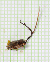 Ophiocordyceps nutans