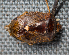 Ophiocordyceps nutans