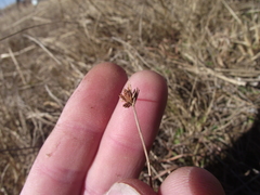 Cyperus flavescens rehmannianus