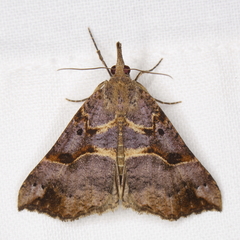 Hypena edictalis
