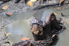Episesarma palawanense