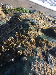 Mytilus californianus