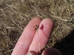 Cyperus flavescens rehmannianus