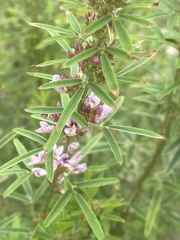 Lespedeza angustifolia