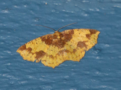 Periclina merana