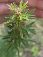Lespedeza angustifolia