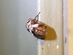 Clastoptera octonotata