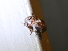 Clastoptera octonotata