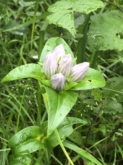 Gentiana rubricaulis