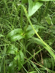 Gentiana rubricaulis