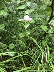 Gentiana rubricaulis