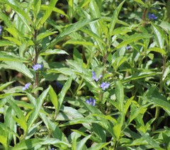 Hydrolea quadrivalvis