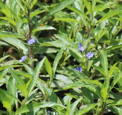 Hydrolea quadrivalvis