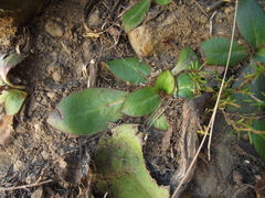 Alepidea natalensis