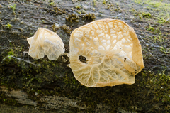 Auricularia subglabra