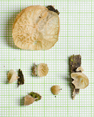 Auricularia subglabra