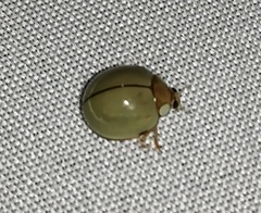 Paraneda viridescens