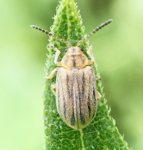 Ragweed leaf beetle photo 5