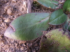 Alepidea natalensis