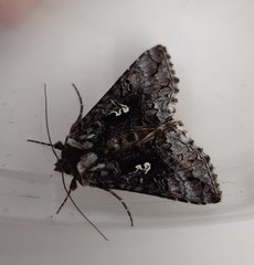 Syngrapha interrogationis