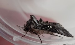 Syngrapha interrogationis