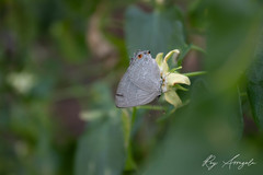 Strephonota tephraeus