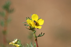 Chauliognathus deceptus