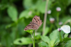 Antigonus funebris