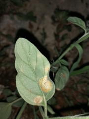 Uromyces heliotropii