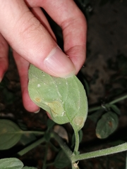 Uromyces heliotropii