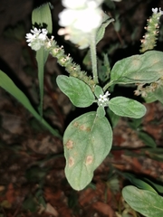 Uromyces heliotropii